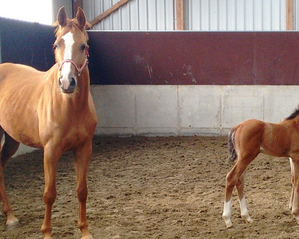 broodmare Emilia of Chin (Holsteiner, 2012, from Chin Champ)