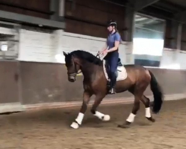 horse For Focus (Oldenburg, 2017, from For Dance)