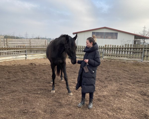 horse Komet (Trakehner, 2020, from Helium)