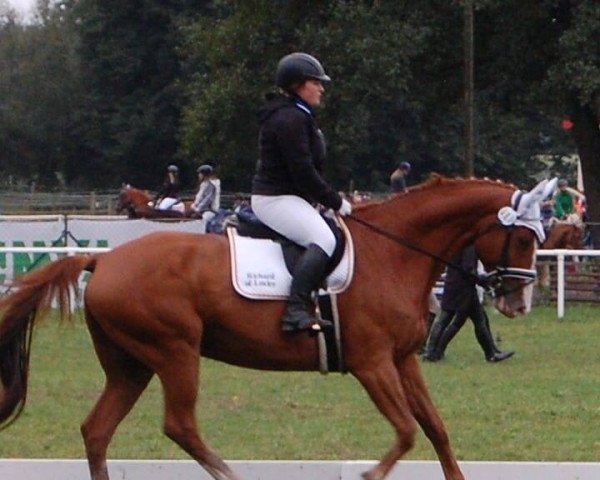 Springpferd Richard of Loxley (Mecklenburger, 2009, von Ranger Ray)