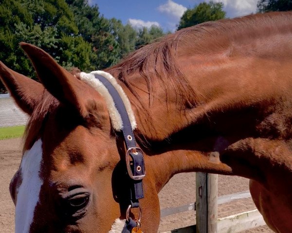 jumper Valesco van de Geeneinde (Belgian Warmblood, 1998, from Quorum de Laubry)