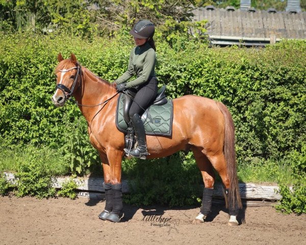 dressage horse Herr Nilsson 3 (German Riding Pony, 2006, from Halifax)