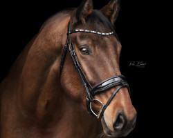 jumper Cassalino (Hungarian Warmblood, 2018, from Cassilano)
