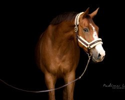 horse Rajan Ray Of Hope (Rhinelander, 2008, from Riccio)