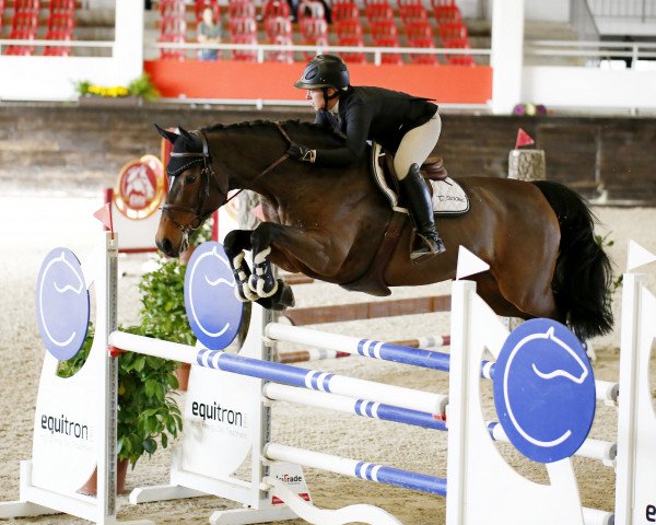 Springpferd Nynya One (Holsteiner, 2011, von Numero Uno)