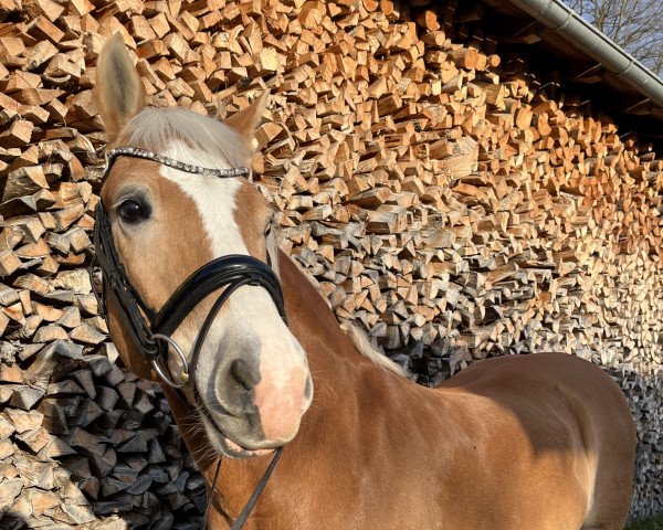 dressage horse Navaro (5,08% ox) (Edelbluthaflinger, 2009, from Niron (6,25% ox))