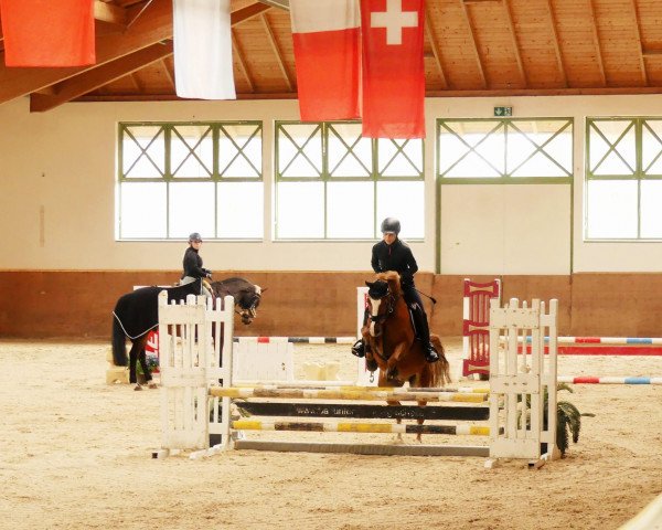 jumper Giglbergs Daylight (German Riding Pony, 2008, from Thornberry Royal Diplomat)
