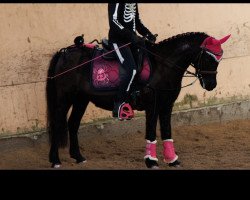 horse Jule 280 (German Classic Pony, 2008, from Jim vom Talhof)