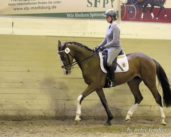 horse Malaika S (German Sport Horse, 2016, from Dipylon)