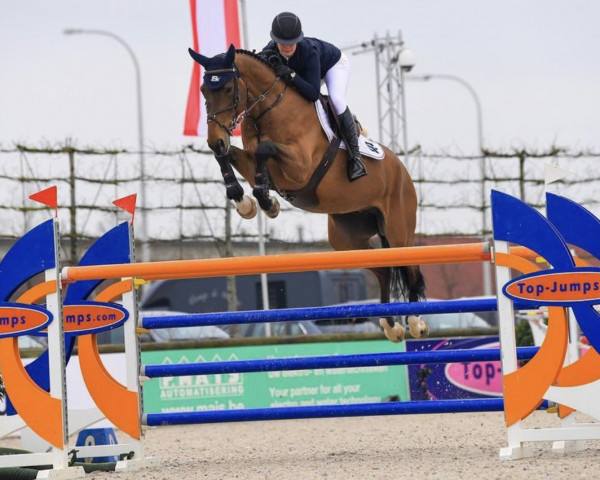jumper Onslow de Roju (Belgian Warmblood, 2014, from Diamant de Semilly)