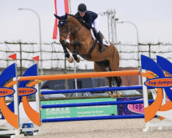 jumper Onslow de Roju (Belgian Warmblood, 2014, from Diamant de Semilly)