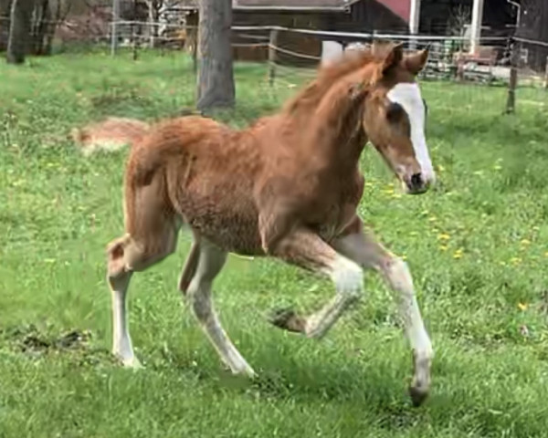 Deckhengst Elvis ter bunte (Württemberger, 2023, von Elvis Ter Putte)