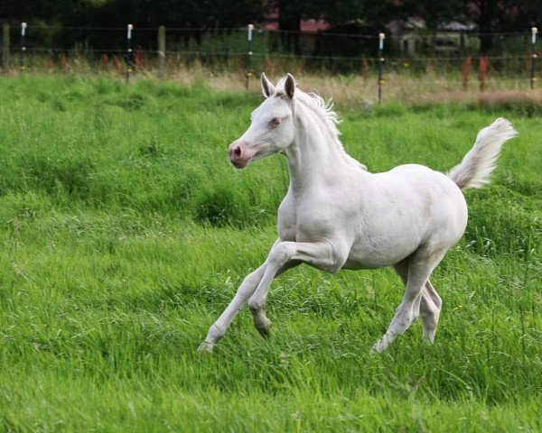 Pferd Gwendolyn (Deutsches Reitpony, 2016, von HET Golden Dream)