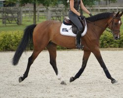 jumper Liberty D (anglo european sporthorse, 2016, from Farmgraaf)
