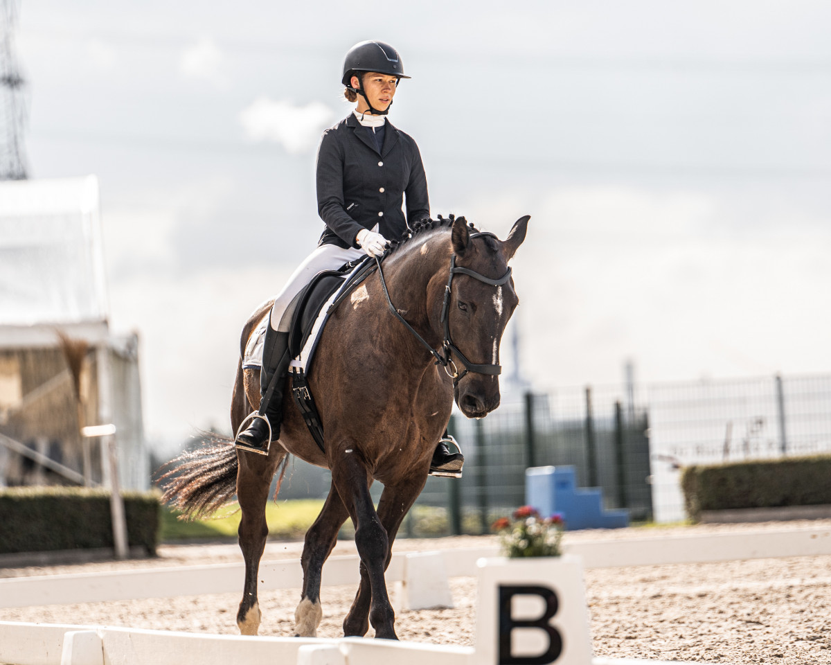 dressage horse Django (Black Forest Horse, 2013)