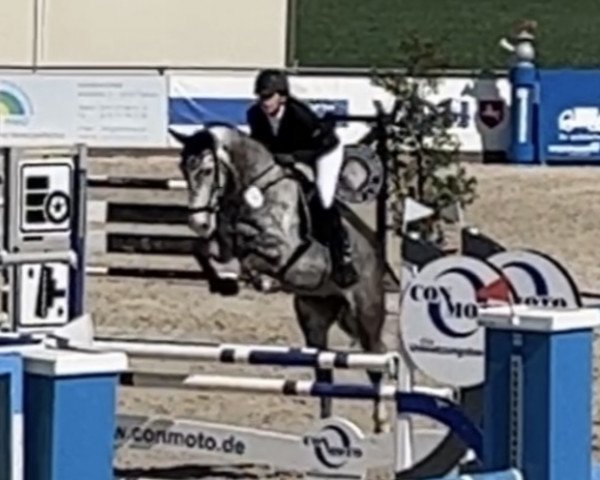 Springpferd Quicenta (Rheinländer, 2017, von Quipeggio)