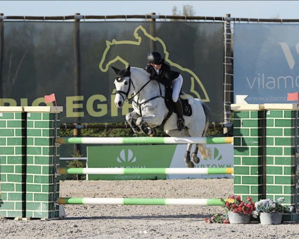 jumper Mateo Di Belle (Belgian Riding Pony, 2008, from Dexter Leam Pondi)