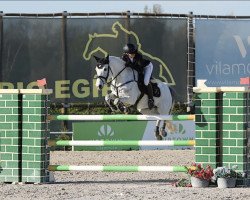 jumper Mateo Di Belle (Belgian Riding Pony, 2008, from Dexter Leam Pondi)