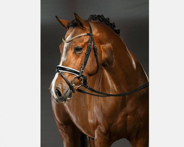 horse Coccolino de Luxe (German Riding Pony, 2013, from FS Champion de Luxe)