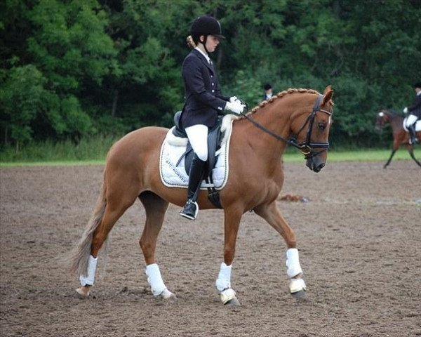 Zuchtstute Coccolina de Luxe (Deutsches Reitpony, 2004, von FS Champion de Luxe) Zuchtstute Coccolina de Luxe (Deutsches Reitpony, 2004, von FS Champion de Luxe)