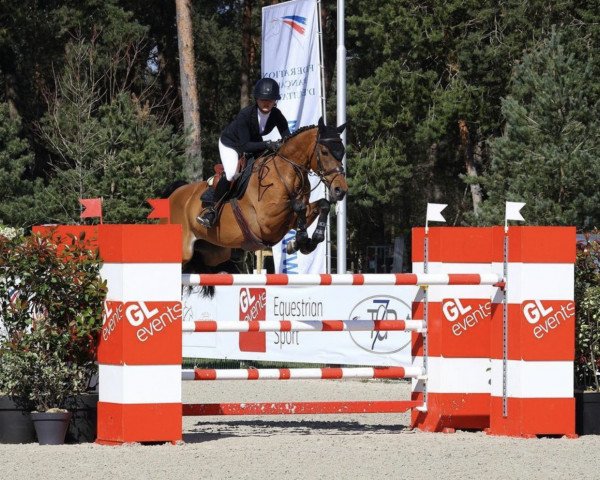 Springpferd Doligo de St Leger (Selle Français, 2013, von Hooligan de Rosyl)