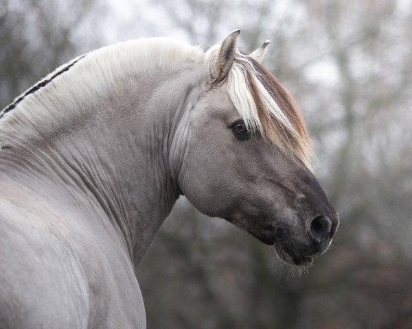stallion Ilmar (Fjord Horse, 2005, from Irving) stallion Ilmar (Fjord Horse, 2005, from Irving)