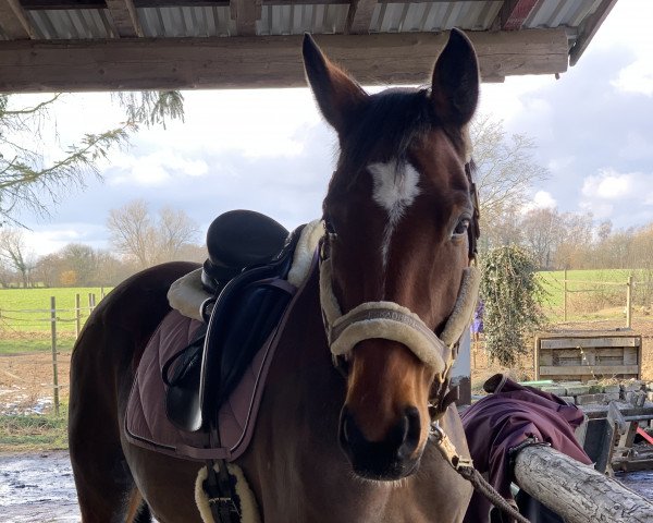 horse Elya (Oldenburg, 2015, from Donnerball)