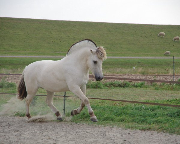 horse Klosterhof's Bosse (Fjord Horse, 2019, from Bram)