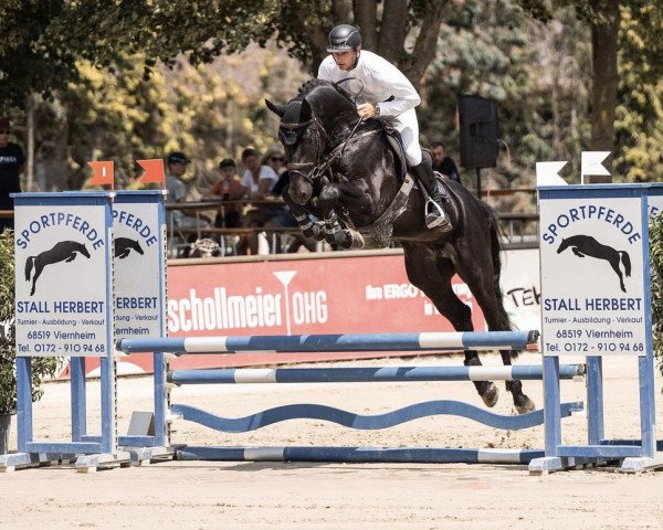 stallion Beau Balou 4 (German Sport Horse, 2018, from VDL Bubalu)