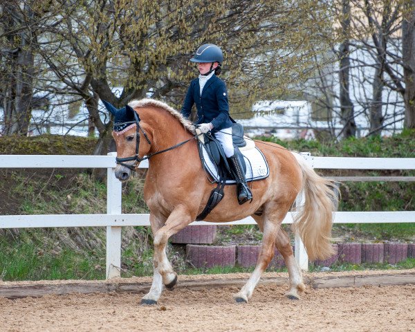 horse Magic (Edelbluthaflinger, 2016, from München 2010 (5,47% ox))