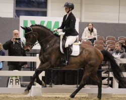 dressage horse Lerryal (KWPN (Royal Dutch Sporthorse), 2016, from Numero Uno)