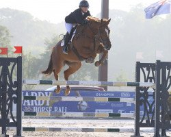 jumper Baskin Sunny Diamond (Irish Sport Horse, 2015, from Diamant de Semilly)