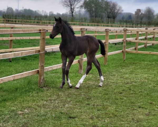 broodmare Santa Victoria (Hanoverian, 2023, from St. Emilion)