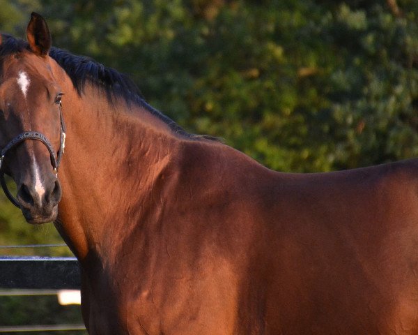 jumper Quintino 11 (Oldenburg show jumper, 2007, from Quidamo)