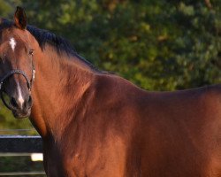 Springpferd Quintino 11 (Oldenburger Springpferd, 2007, von Quidamo)