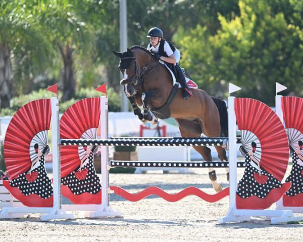jumper C'Assisi (Holsteiner, 2014, from Casall Ask)