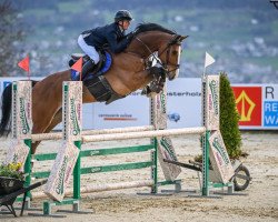 jumper Cyrano Ddh (KWPN (Royal Dutch Sporthorse), 2018, from Catch Twenty Two Vo Z)