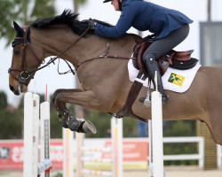 jumper Bp High Life (Irish Sport Horse, 2017, from Conthargos)