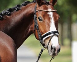 broodmare Cristal's Colada (Westphalian, 2017, from Cristallo I)
