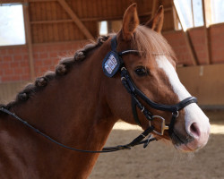 dressage horse Zöthens Dajana (German Riding Pony, 2012, from Naminio)