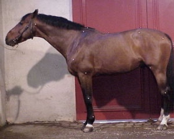 stallion Duc Rouge II (Selle Français, 1991, from Papillon Rouge)