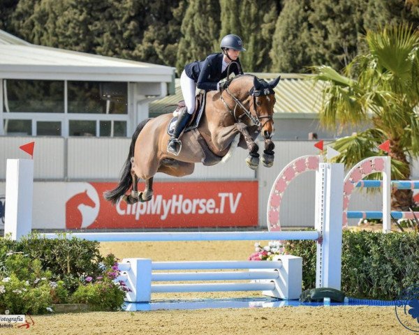 Springpferd Keatingstown Mister Cool (Oldenburger, 2016, von Messenger)