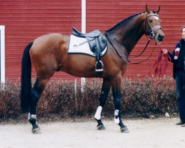 Deckhengst Playboy 107 FIN (KWPN (Niederländisches Warmblut), 1997, von Kennedy)