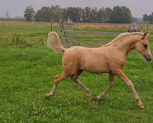 broodmare Diamondstarlight Golden Dream (German Riding Pony, 2022, from Genesis BL)
