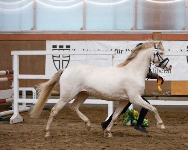 stallion Starlight´s Ice Cream DW (Welsh-Pony (Section B), 2020, from Spring Star's Spirit)