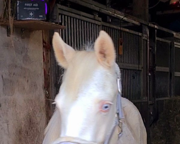 broodmare Starlight´s Cinderella (German Riding Pony, 2021, from Reitland's Diamonds Gold)
