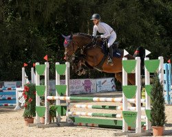 jumper Comme Il Kate (Oldenburg show jumper, 2018, from Comme il Faut)