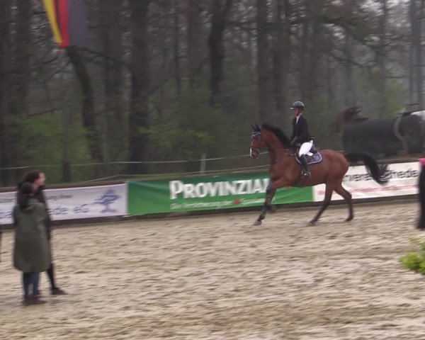 Reitturnier Rhede 2023