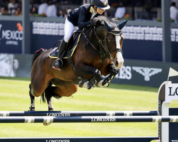 jumper Catenda (Holsteiner, 2011, from Casall Ask) jumper Catenda (Holsteiner, 2011, from Casall Ask)