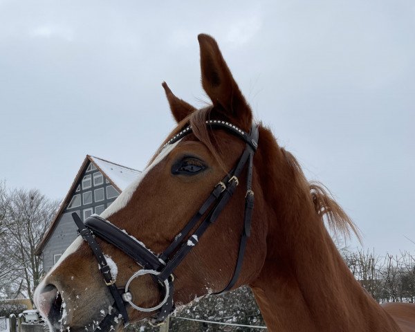 Springpferd Treasure SOL (Hannoveraner, 2012, von Tornesch)